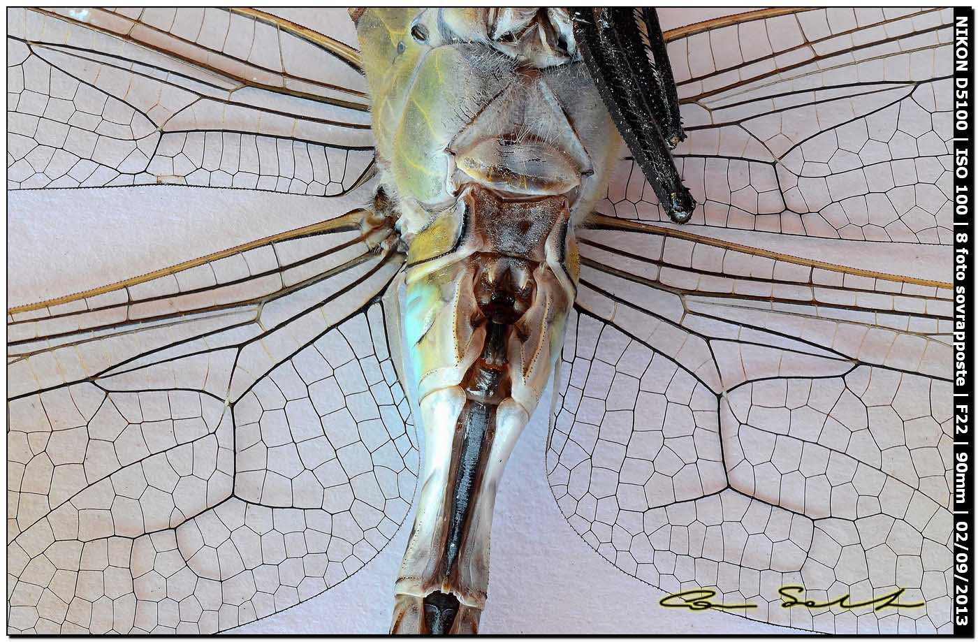 Aeshnidae, Anax parthenope? trovato morto